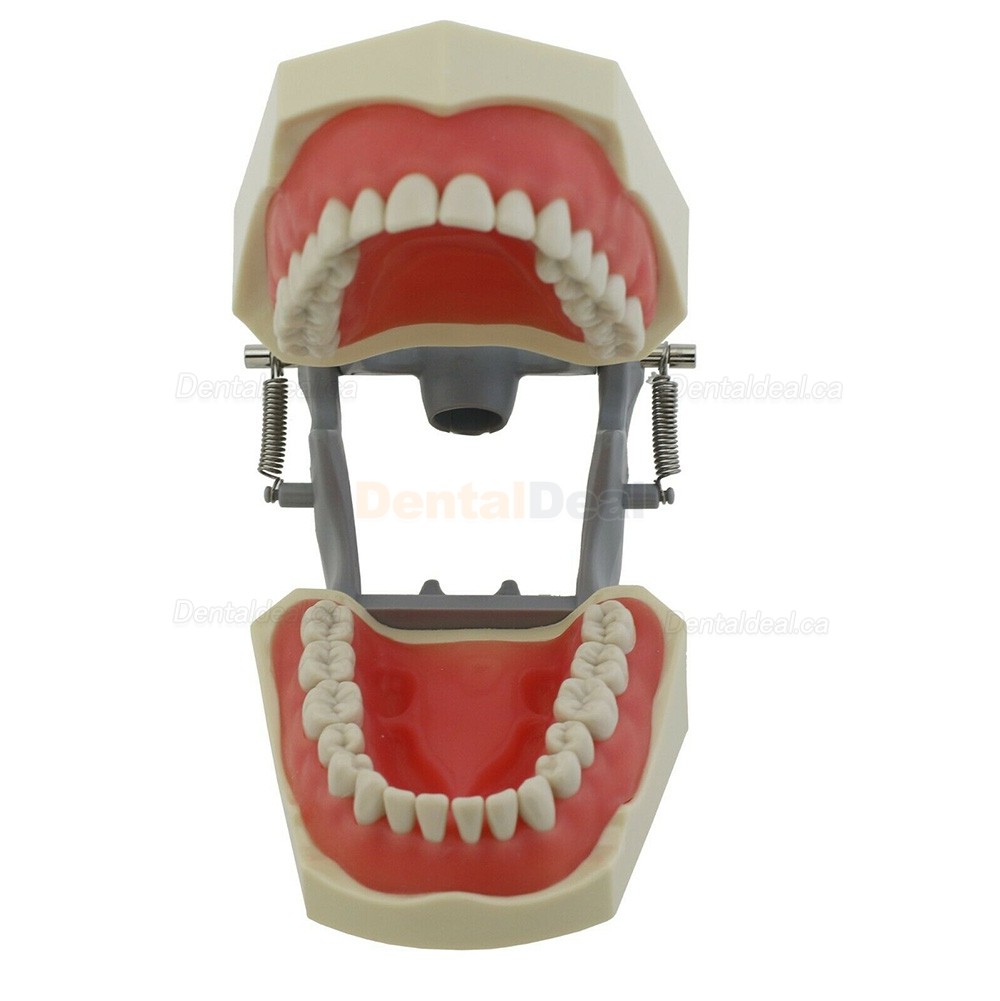 Dental Typodont Model 32Pcs Teeth M8030 Fit Columbia 860